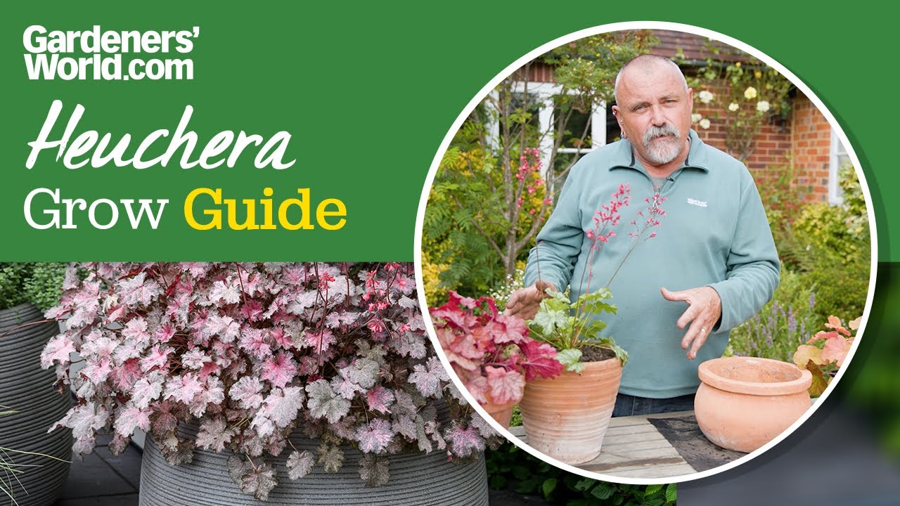 Grow shadeloving heucheras David's complete guide to heuchera plants