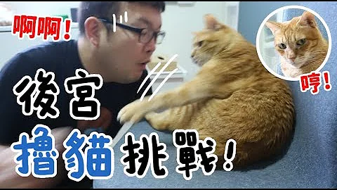 【黄阿玛的后宫生活】后宫撸猫挑战！ - 天天要闻