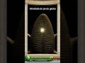 Pés de Lagartixa Inspiraram Adesivos Sem Cola 🦎 #Biomimética #Inovação #ytshorts