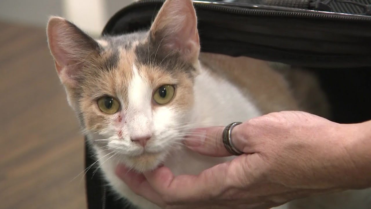 $1.5K reward offered: Cat recovering after being found shot in face ...