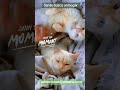 Sante en adopción valencia #adoptanocompres #gatos #adaana #salvaunavida #gato #michis #mascotas