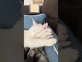Super cute little kittens with loving mother.