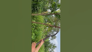 Tôi làm con dao quắm phát rẫy bằng thép mắt xích xe tăng pháp chặt cây như chặt chuối vậy