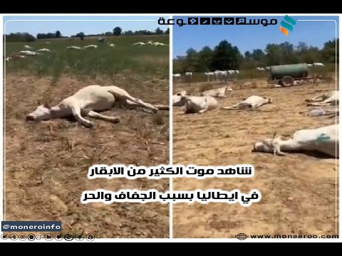 شاهد موت الكثير من الابقار في ايطاليا بسبب الحر والجفاف
