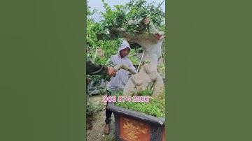 MỞ BÁN 1000 CÂY DUỐI – GIẢM GIÁ TỚI 20%! 🌳- tại BẮC GIANG