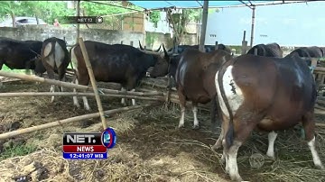 Antisipasi Antraks di Daerah Endemis - NET12