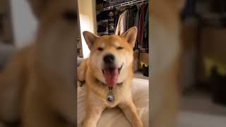 Shiba Videos to Cure Your Depression  2