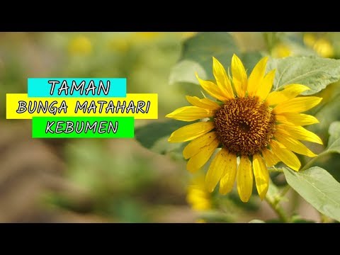 Taman Bunga Matahari Ambal Kebumenlokasi Foto Hits Di