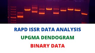 Dendogram Preparation from Binary data of RAPD and ISSR molecular markers using NTSYS-pc screenshot 4