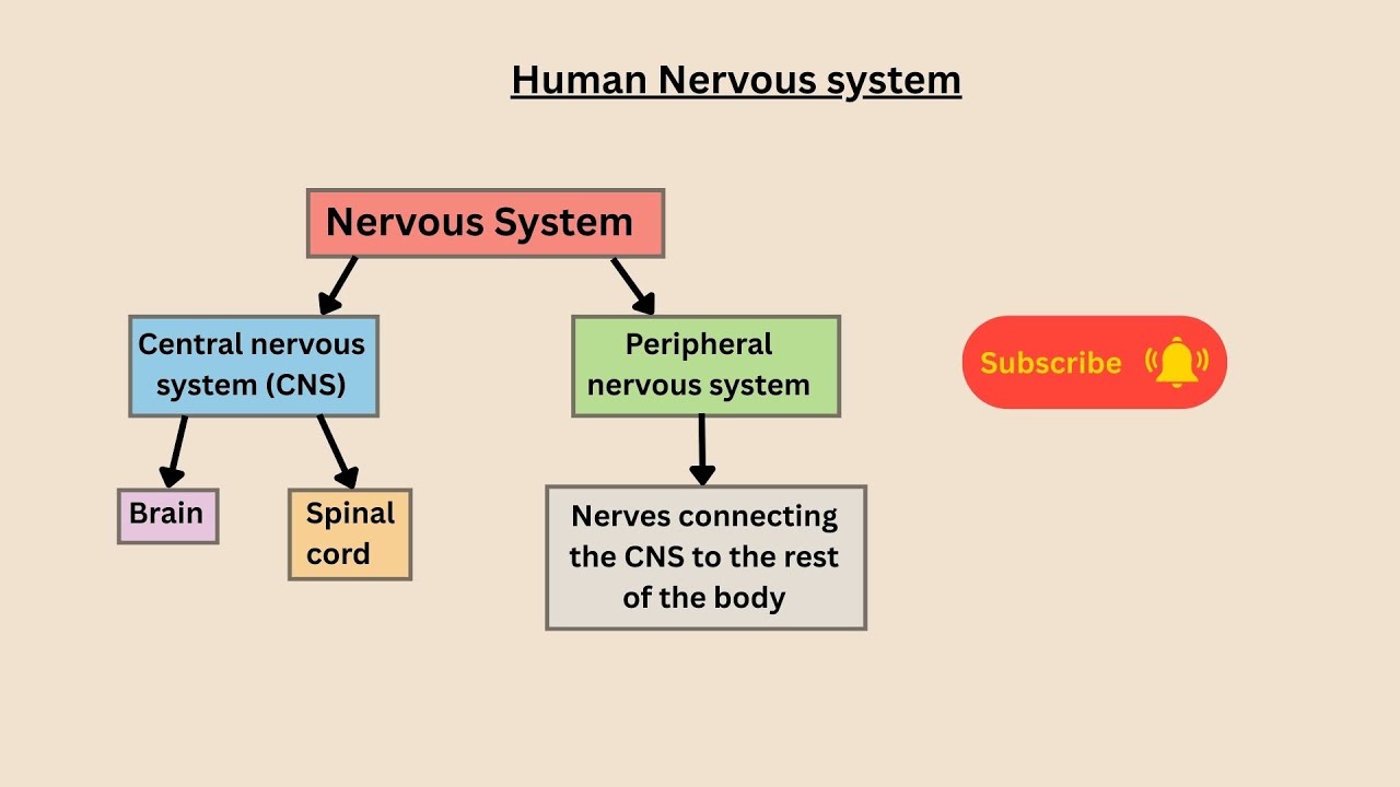 Human Nervous system for AQA GCSE Biology and Combined science - YouTube