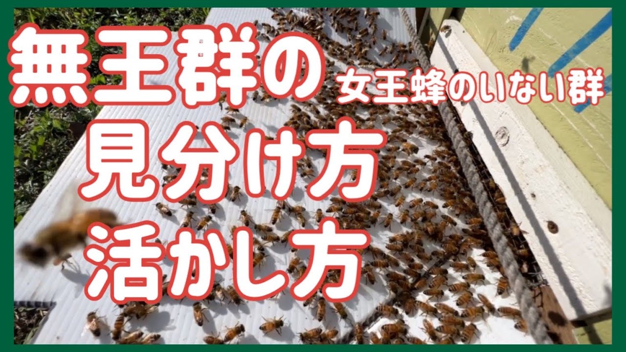 無王群、女王蜂のいない群の見分け方、活かし方　＃ミツバチ＃みつばち＃蜜蜂＃西洋ミツバチ＃養蜂