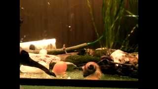 Акваримуные улитки Aquarium Snail Ampullaria