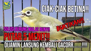MASTERAN TERAPI CIAK-CIAK KECIAL KUNING BETINA || KECIAL PEJANTAN ANDA DIJAMIN NYAUT! BUKTIKAN