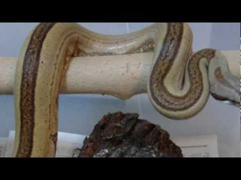 Boa Constrictor Imperator Super Salmon Geburt Doovi