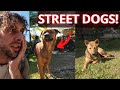 Can i befriend 2 street dogs  how to build trust with nervous dogs  day 1