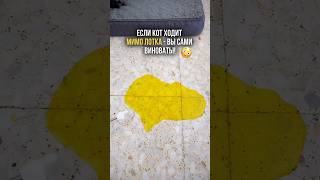 Оригинал: #WW306305 (копируй и вставляй на WB)#поведениекота #коррекцияповедения #советы