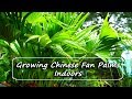 Chinese fan palms as houseplants  in depth discussion