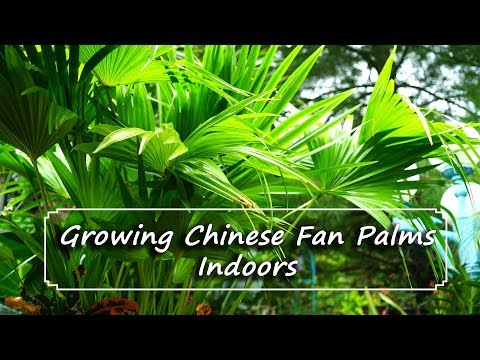 Video: Fan Palm Care innendørs - Tips for dyrking av viftepalmer