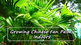 Chinese Fan Palms as Houseplants | In Depth Discussion