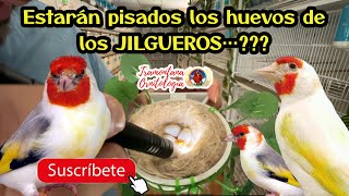 Huevos 🪺 de JILGUEROS estaran Pisados o Claros..???? 🤞🤞🤞🤞🤞