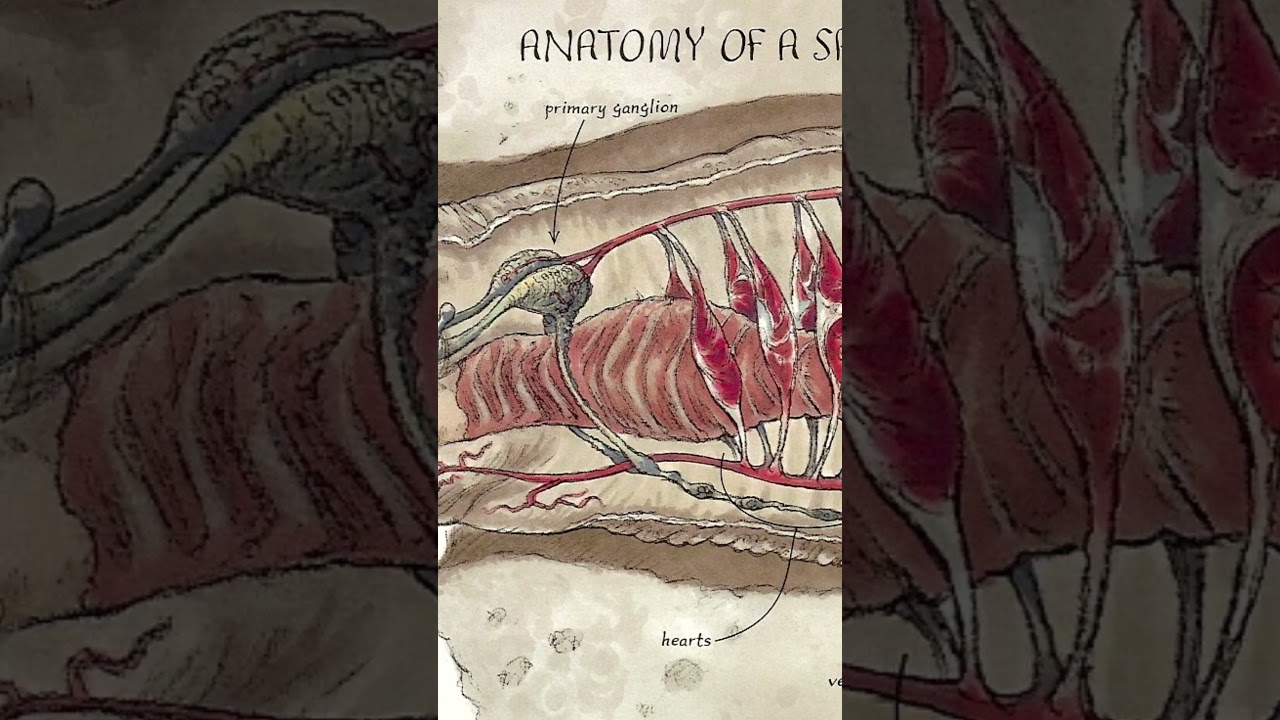 The Space Slug - Star Wars Glup Shittos Explained Fast