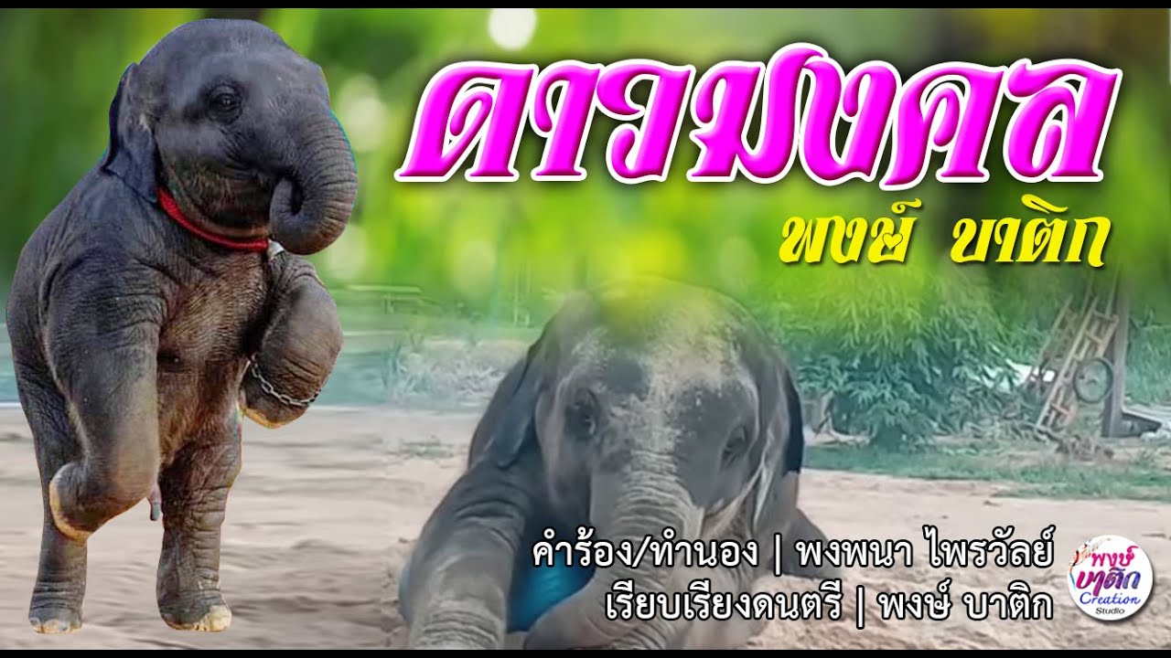 ดาวมงคล ช้างน้อยแสนรู้