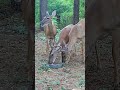 #buck #trailcamactivity #huntingseason