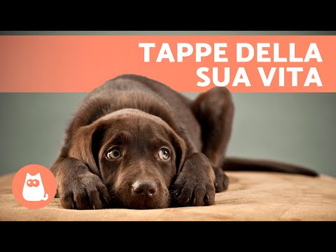 Video: X trucchi che non sapevi che potresti insegnare al tuo cane