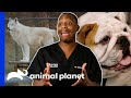 Dr. Blue's Best Moments At Cy-Fair Animal Hospital | The Vet Life