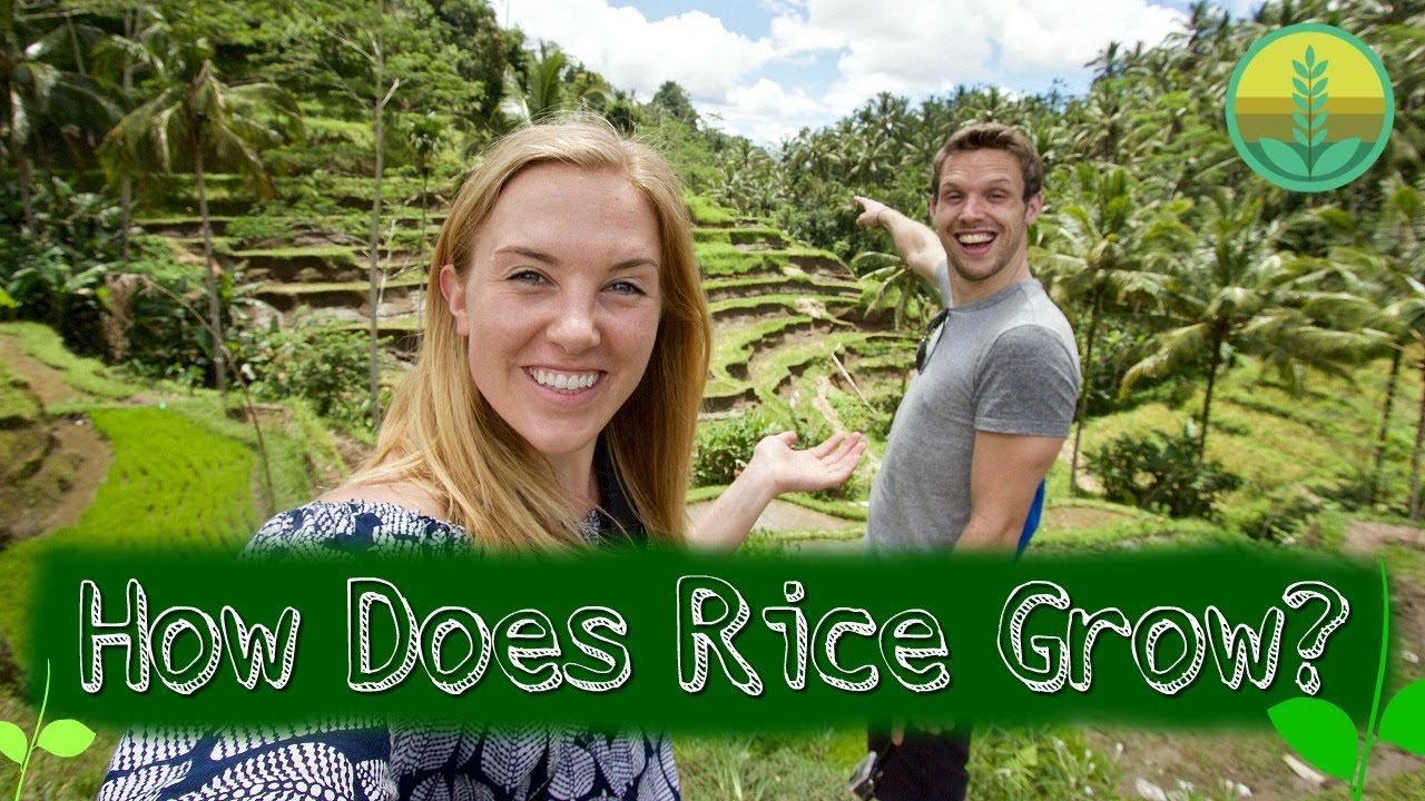 How Does Rice Grow? | Maddie Moate