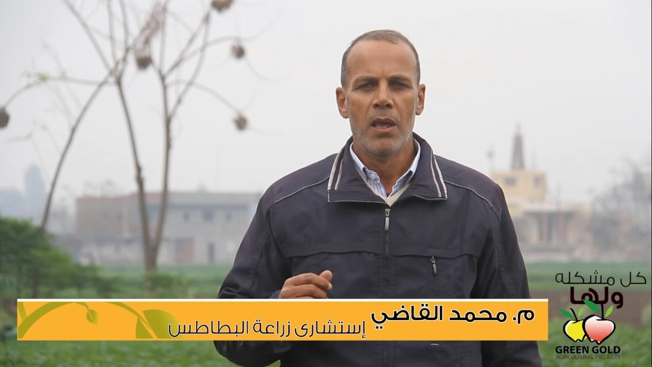 الحلقة الثانية - الندوة المتأخرة فى البطاطس - مهندس محمد القاضى - إستشارى زراعة البطاطس