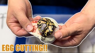 Asphalt Combo Het Clown Egg Cutting!!!!! #snakes #eggcutting #ballpython