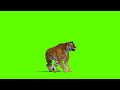 Tiger Green Screen | Green Screen Tiger Die | No Copyright Video |