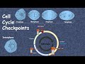 cell cycle checkpoint (advanced)