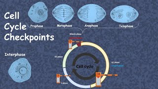 cell cycle checkpoint (advanced)