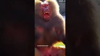 Monkey Pulls Hippo Tail… Gets POOP BLASTED! 💩😱😂 #ZooFail