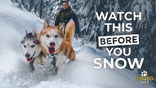 BEST & SAFE Winter Adventure Kit For Dogs in 2023 | DOGGO LIFE