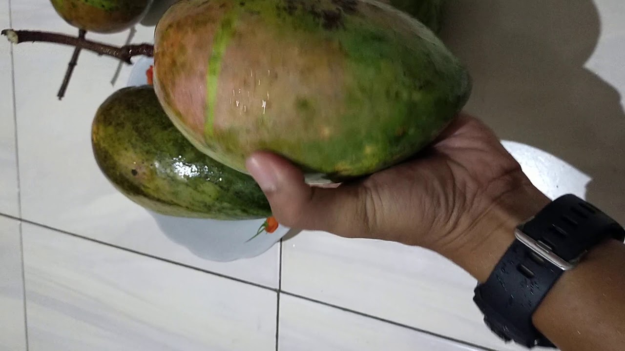 mangga kiojay di kalbar - YouTube