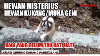 HEWAN MISTERIUS HEWAN KUKANG/MUKA GENI HATI HATI YANG BELUM TAU@REY NEWS