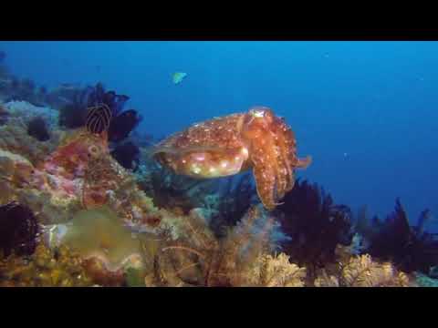 Liveaboard Diving Adventures in the Philippines