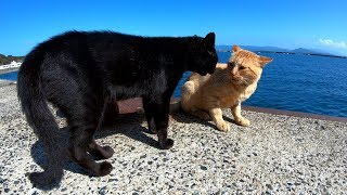 Cats fight in the vast ocean