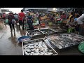 Big Fish Market @Prek Phnov Bridge - Morning Daily LifeStyle of Vendors Buying SeaFood, Fish in Town