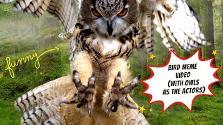 Bird Meme Video (with owls as actors) by Birds and Friends 72 views 1 year ago 1 minute, 43 seconds