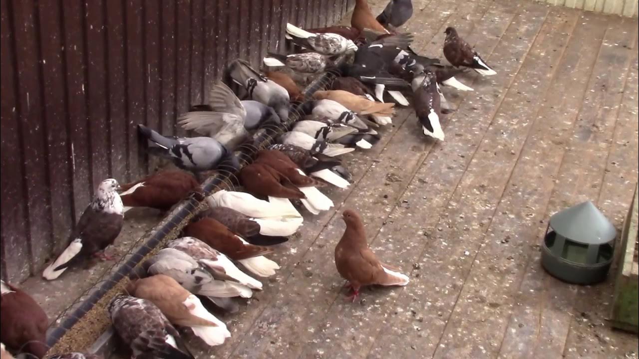 голуби липецкая область. голуби мраморные кировоградцы. голуби липецкая область. николаевские голуби 2023. голубь николаевский высоколетный.