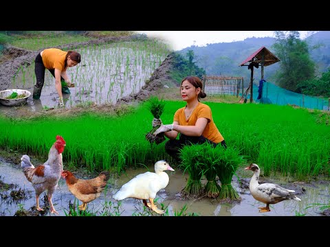 Vídeo: Lliri: plantació i cura a camp obert