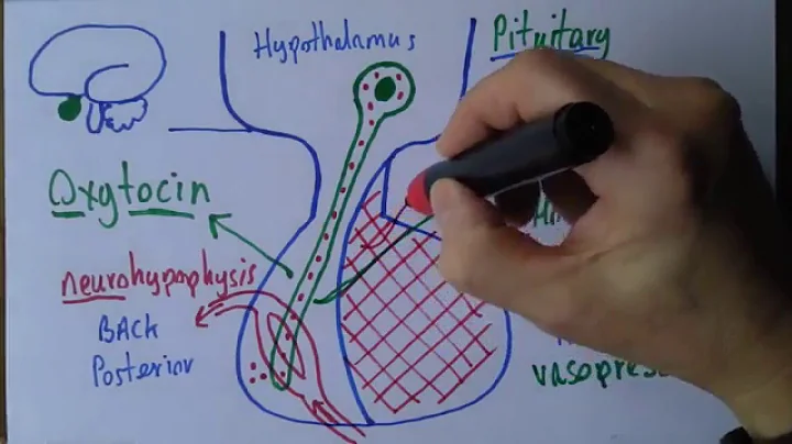 Pituitary gland