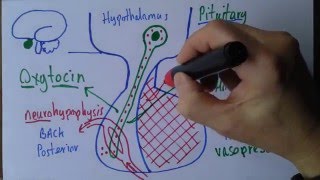 Pituitary gland