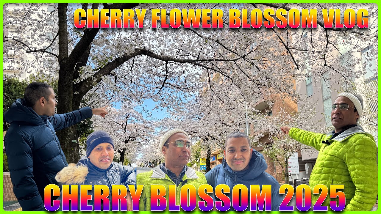 Cherry Blossom in Japan  साकुरा फुलेको हेर्न गएको Vlogging Video