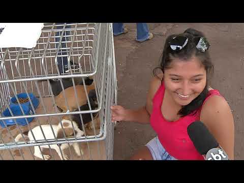 Vídeo: Conheça O Garoto Que Está Criando Laços Para Animais De Abrigo Para Ajudá-los A Serem Adotados