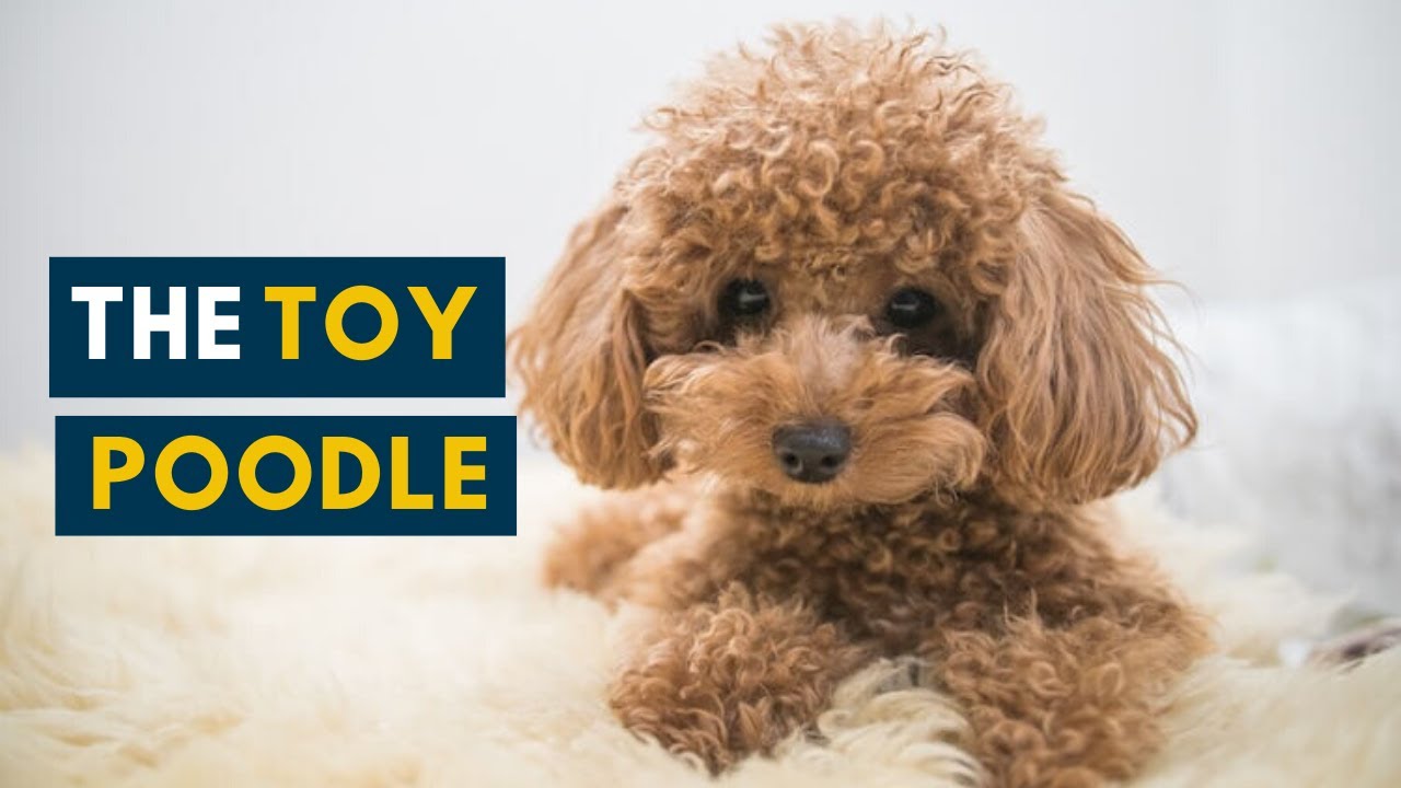 toy poodle fluffy